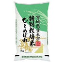 Jun Miyagiken Hitomebore 5kg